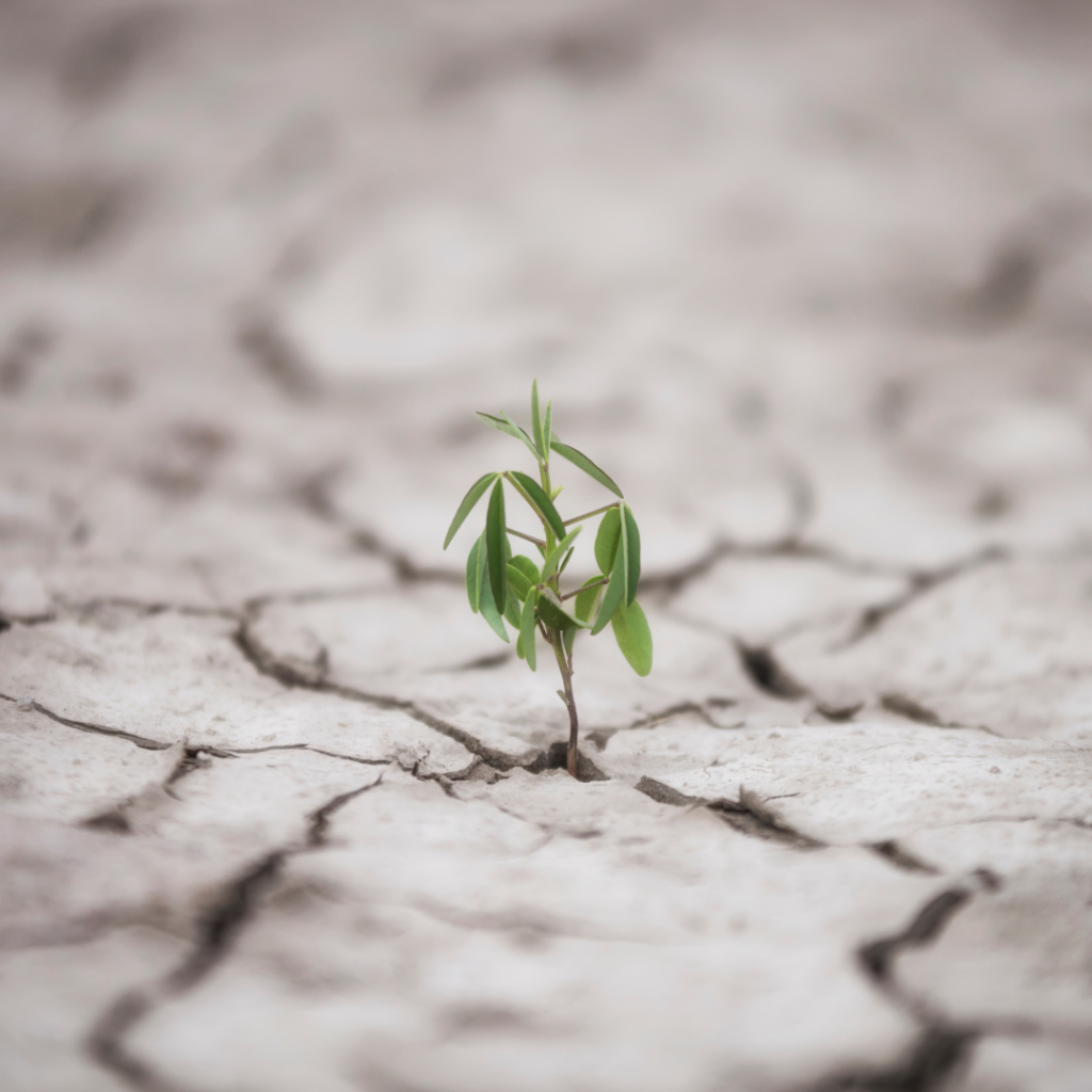 superar adversidade com resiliência